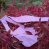 Waist belt Sigrid pink - Image 4